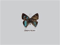 藏品(鈿灰蝶)的圖片